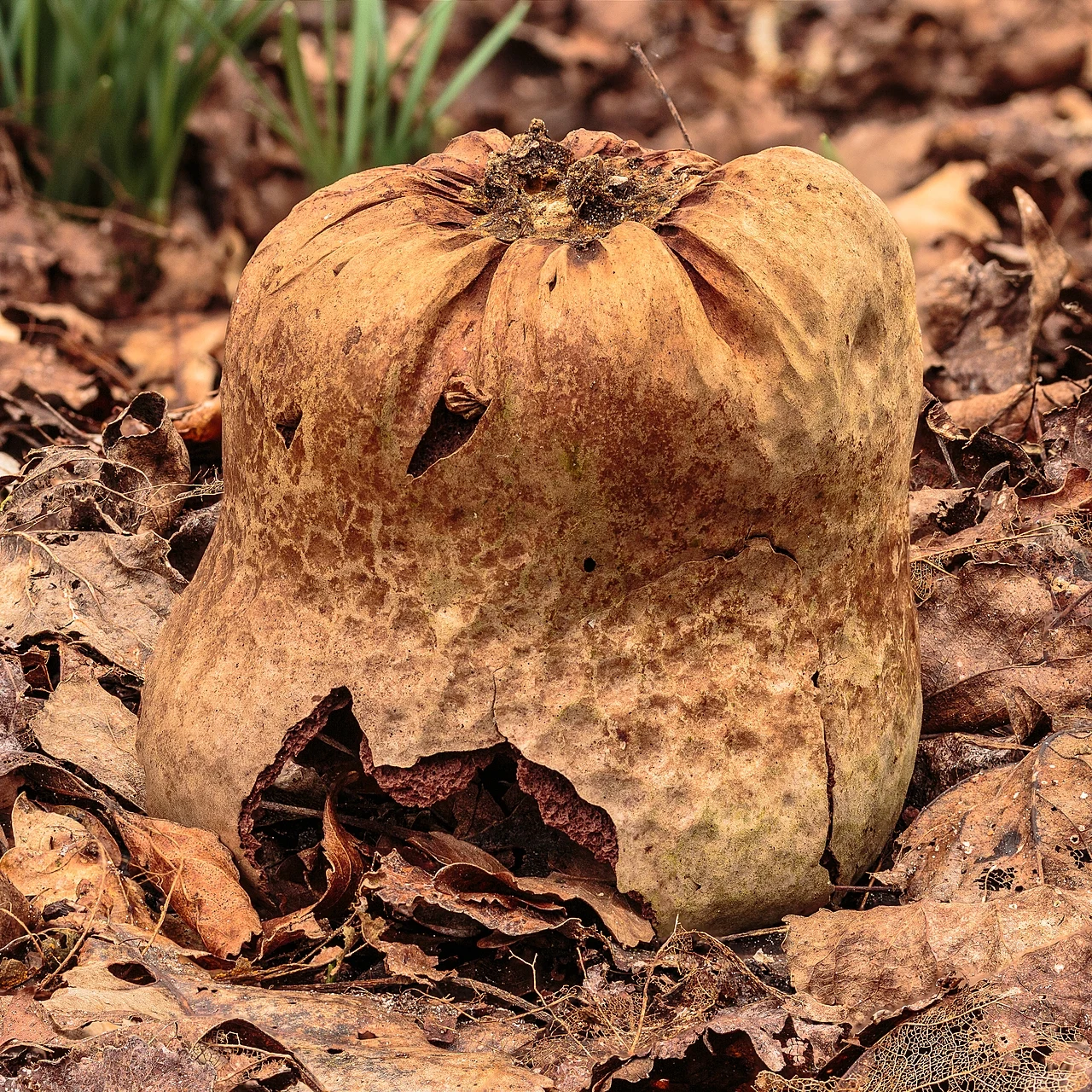 Wikimedia Commons Screenshot