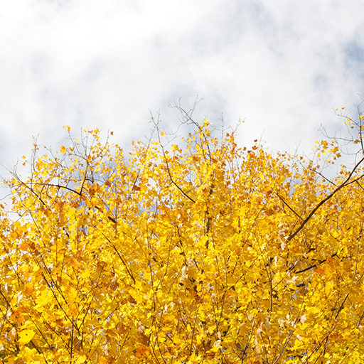 Nature Stock Screenshot